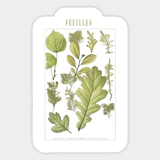 Green herbs and leaves Sticker